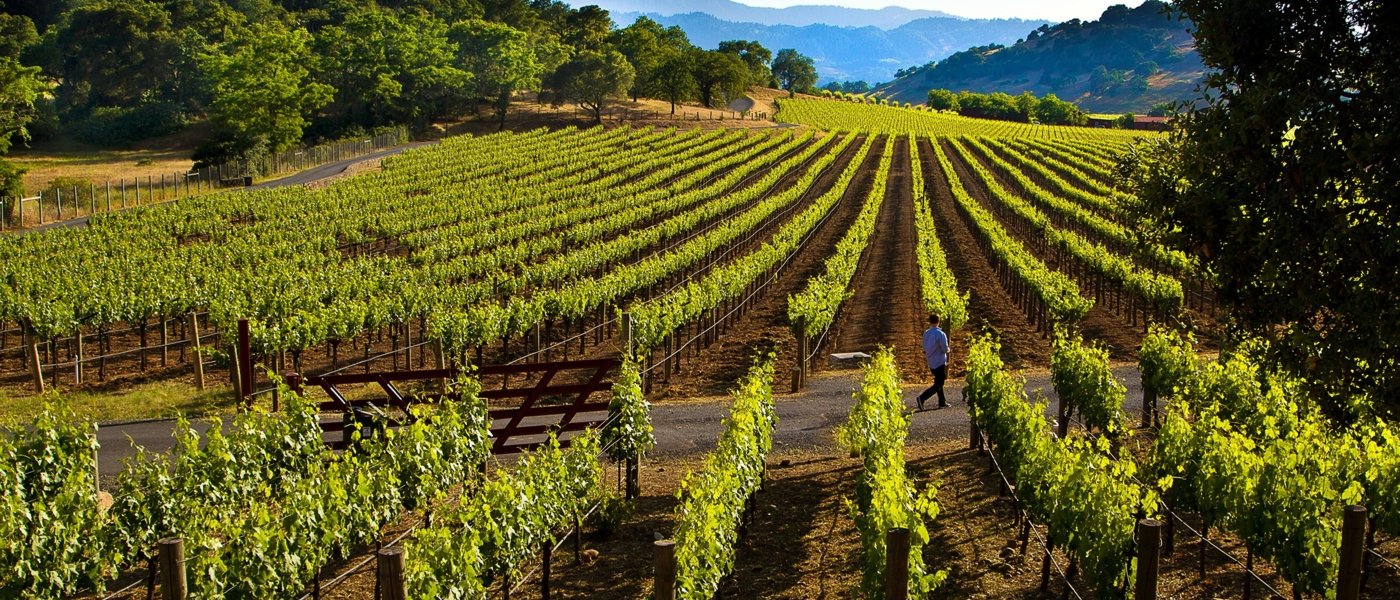 napa valley wine tours - Wine Paths